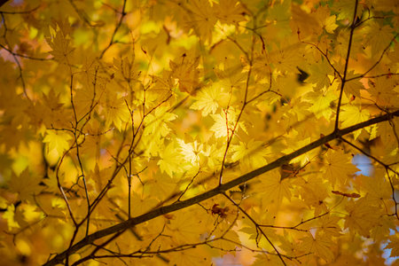 Bright yellow leaves bathe in sunlight, showcasing the beauty of autumn in a serene landscape.