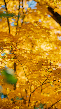 Sunlight filters through vibrant golden leaves, illuminating the serene beauty of autumn foliage.の写真素材