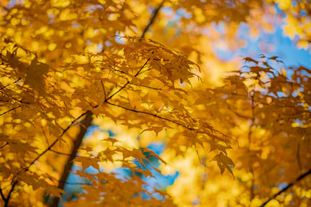 Bright yellow leaves dance gently in the breeze, showcasing the beauty of autumn's arrival.の写真素材