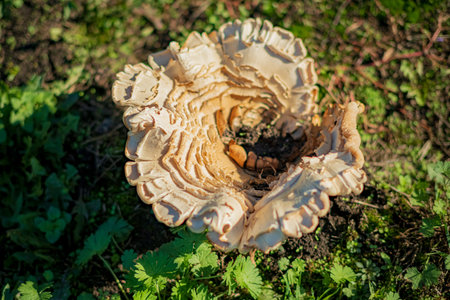 A large mushroom sits proudly among vibrant green plants in a forest.の写真素材