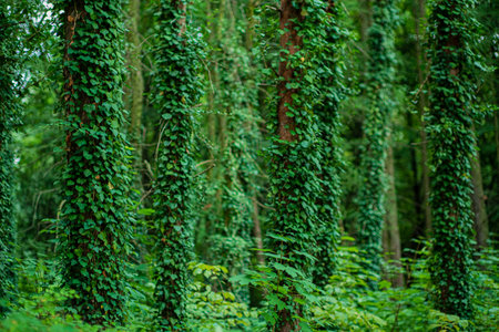 Vibrant green trees adorned with ivy create a peaceful atmosphere in the forest.の写真素材