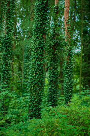 Vines cascade down the trunks of tall trees, creating a rich tapestry of greenery in the forest.の写真素材