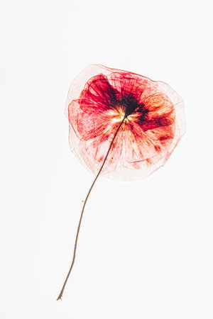 Red and pink poppy blooms, viewed from underneath, against a stark white background, ethereal feel.の写真素材