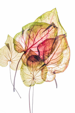 Several colorful, translucent caladium leaves overlap each other against a stark white backdrop.の写真素材
