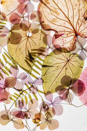 Delicate leaves and flowers pressed reveal translucent petals, intricate veins, and ethereal beauty.