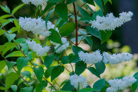 White flowers bloom abundantly, contrasting with vibrant green leaves in this peaceful garden scene.の写真素材