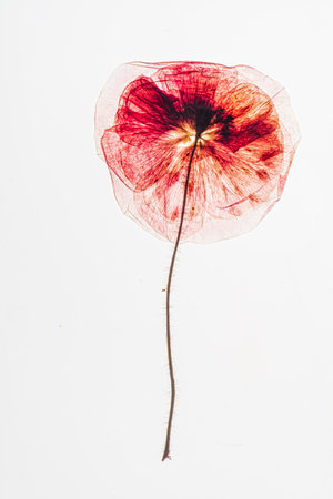 A delicate red flower stands out beautifully against a white background, showcasing its details.の写真素材