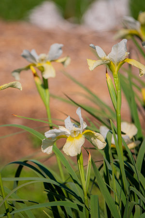 Bright white and yellow iris flowers blossom gracefully in a lush green garden under the sun.