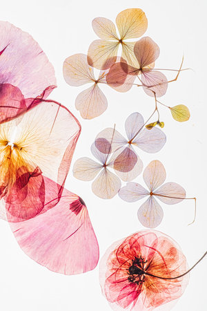 Delicate petals form a vibrant composition, showcasing nature's beautiful art.の写真素材