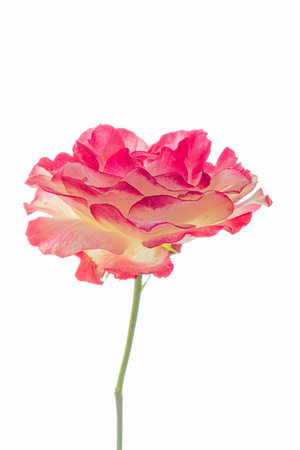 A beautiful pink rose stands tall, showcasing its vibrant petals and elegant form in soft lighting.の写真素材