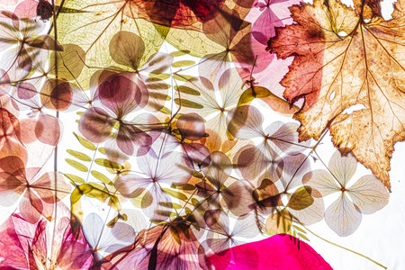 A vibrant array of dried leaves and flowers reveals intricate patterns in gentle sunlight.の写真素材