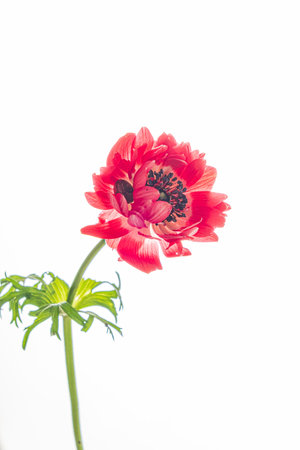 A vibrant red flower stands tall, showcasing its delicate petals and rich textures under soft light.の写真素材