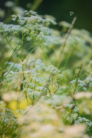 Small white flowers bloom as a bee flies by on a sunny, breezy day.の写真素材