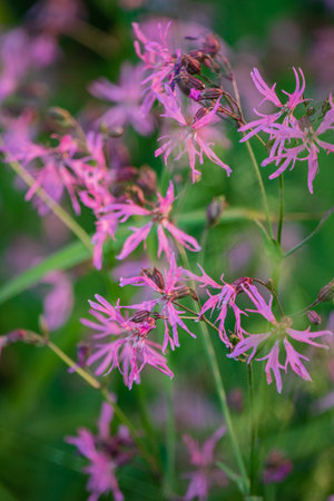 Pink ragged robin flowers are blooming outdoors against a soft green meadow backdrop.の写真素材