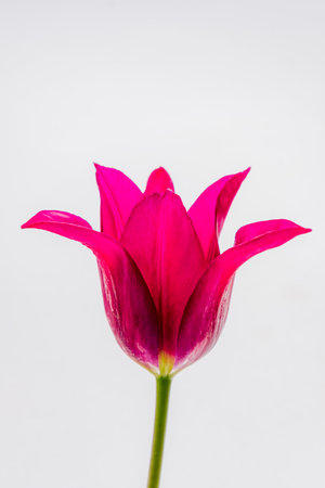 A single bright pink Tulip with a green stem stands against an off-white background, blossoming.の写真素材