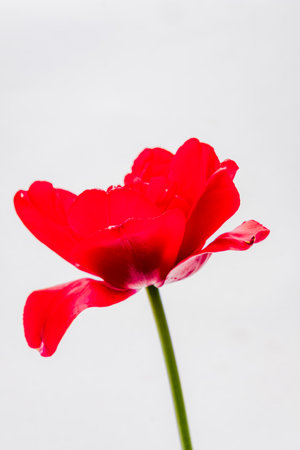 A single red tulip is in focus, its petals are open against a bright white background.の写真素材