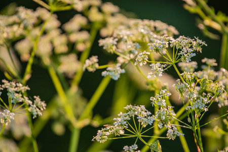 Blooms glow in sunset meadow.