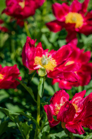 Bright red flowers bloom with bright yellow centers in a garden on a sunny afternoon.の写真素材