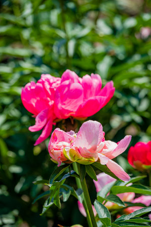 Peonies burst open, displaying vibrant pink hues amidst lush green foliage.の写真素材