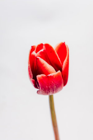 A single red Tulip stands tall against a snowy white background, its vibrant colors pop.の写真素材