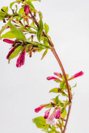 A twig with green leaves and bright pink flowers curves gently against a crisp, white backdrop.の写真素材