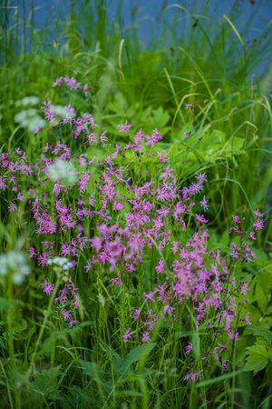 Bright pink wildflowers pop against green grass under a clear blue sky, creating peace.