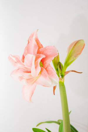 A delicate pink Amaryllis blooms, its petals unfurling against a clean white background.の写真素材