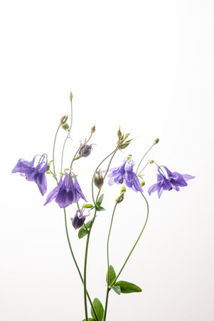 Vibrant purple flowers stand tall, showcasing their elegance against a simple white backdrop.の写真素材