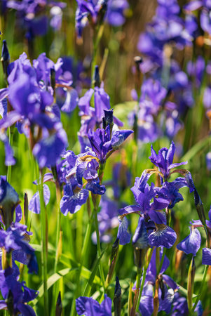 Blue irises bloom in the garden, basking in sunlight, heralding spring’s arrival.