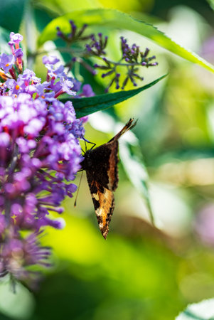Butterfly delicately rests on vibrant blue Buddleja davidii blooms enjoying a sunny day.