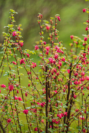Pink flowers bloom on delicate branches in a sunny garden, celebrating spring.の写真素材