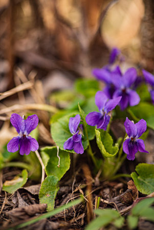 Bright purple violets bloom amid green leaves in a serene garden.