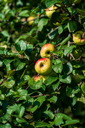 Glossy green apples shine in sunlight among vibrant leaves, ready for picking.の写真素材