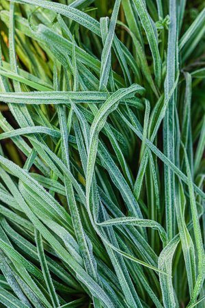 Morning dew sparkles on green grass, catching dawn's light and evoking tranquility.の写真素材