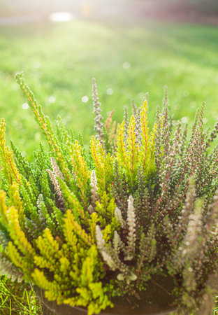 Colorful heather plants thrive in a sunlit garden, showcasing their vibrant hues and textures.の写真素材