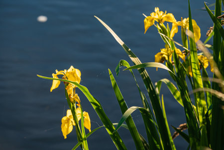 Yellow irises flourish beside tranquil water, swaying gently in the warm sunlight.の写真素材