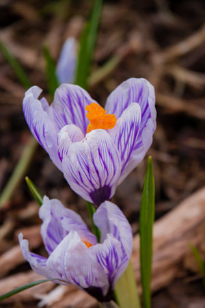 Purple crocus blossoms bloom beautifully, revealing unique patterns and bright orange centers.の写真素材