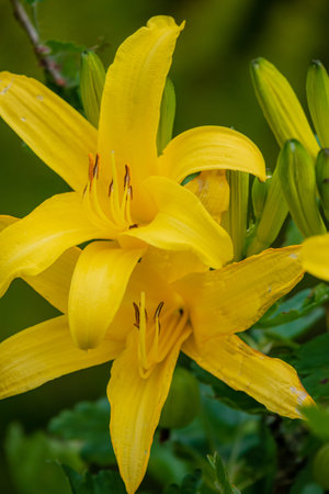 Vibrant yellow lilies burst with color amid green foliage, showcasing summer's beauty.