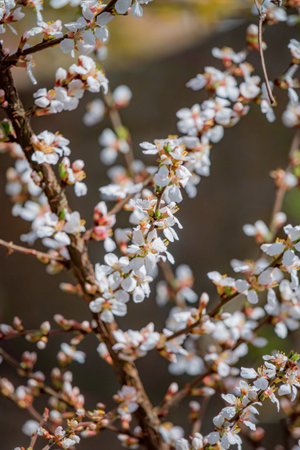 Cherry tree branches bloom with white flowers, showcasing a stunning spring display.の写真素材