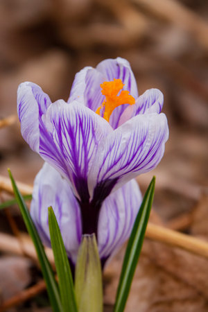 Delicate purple crocus flowers rise from the soil, brightening a brown garden landscape in spring.