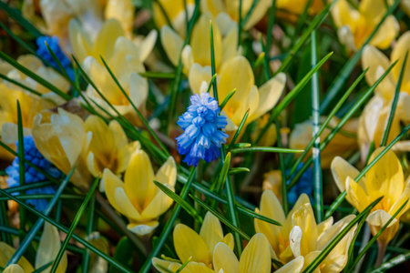 Vibrant yellow flowers surround small blue blooms in a lush garden on a sunny spring day.