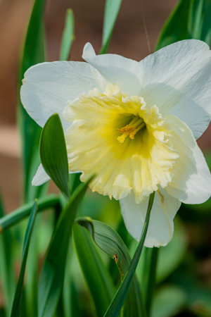 A beautiful daffodil flower opens up in a lush garden, serenely basking in the warm spring sunlight.