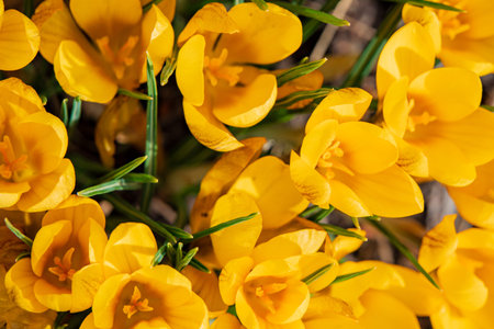 Bright yellow crocus flowers flourish in a sunny garden, celebrating the arrival of springâ€™s...