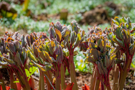 Green and purple rhubarb shoots emerge in a vibrant garden filled with new life.の写真素材
