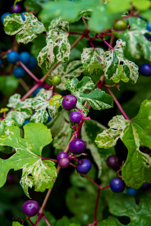 Colorful berries cluster on vines surrounded by lush, green foliage on a sunny day in summer.の写真素材