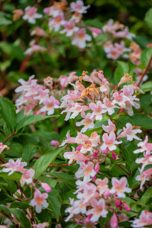 Pink and white flowers bloom vibrantly amidst lush green leaves in the garden.の写真素材