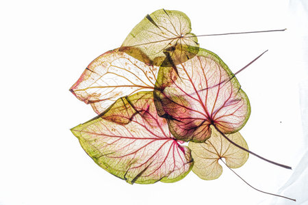 A collection of translucent leaves arranged artfully, highlighting their unique textures and colors.