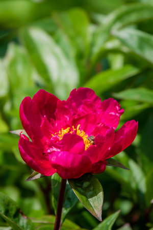 A red peony flower stands tall, vibrant and full of life amidst lush green leaves in spring.の写真素材