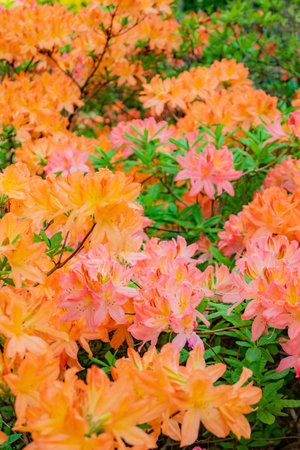 Bright orange and pink azaleas create a colorful display in a peaceful garden setting.の写真素材