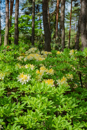 Rhododendron flowers light up the forest floor, surrounded by lush green leaves and tall trees.の写真素材